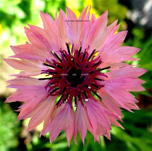 Centaurea cyanus